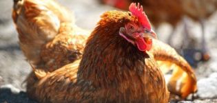 Περιγραφή των καλύτερων μεθόδων θεραπείας και γιατί τα κοτόπουλα πέφτουν στα πόδια τους