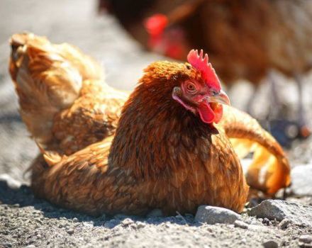Beskrivelse af de bedste behandlingsmetoder, og hvorfor kyllinger falder op for deres fødder