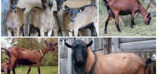 Descripció de la raça txeca de cabres i les normes de guarda, quant costen els animals
