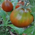 Beschrijving van de variëteit aan tomaat Zwarte ananas en teeltkenmerken