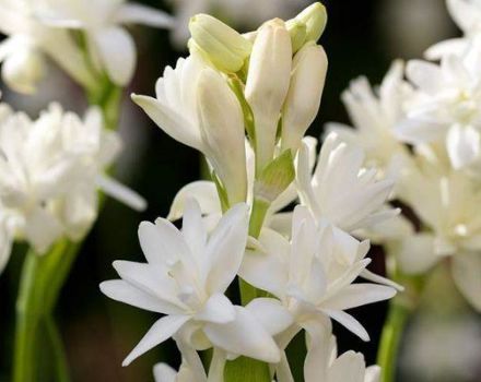 Planting and caring for tuberose in the open field, rules for growing and storage