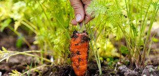 À quelle fréquence avez-vous besoin d'arroser les carottes en plein champ et comment le faire correctement