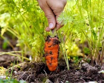 Hvor ofte skal du fylde gulerødder i det åbne felt, og hvordan du gør det korrekt