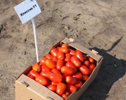 Klasik domates çeşidinin tanımı ve özellikleri