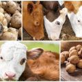 Is het mogelijk om rauwe aardappelen aan een koe te geven, de voor- en nadelen en hoe te voeren?