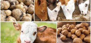 Vai ir iespējams vai nedod govij neapstrādātus kartupeļus, ieguvumus un kaitējumu un kā barot