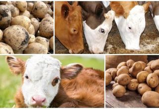 Bir ineğe çiğ patates verilip verilmeyeceği, yararları ve zararları ve nasıl besleneceği
