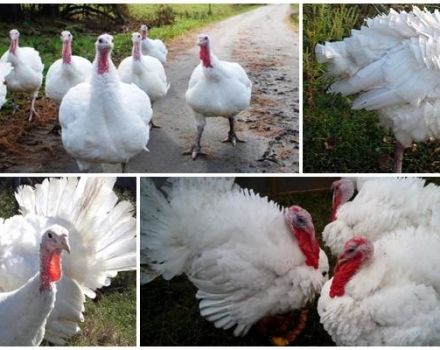 Description and characteristics of heavy cross turkeys, their breeding