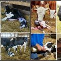 Come nutrire una mucca dopo il parto a casa, fare una dieta