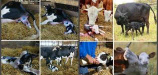 Jak nakrmit krávu po otelení doma, při jídle
