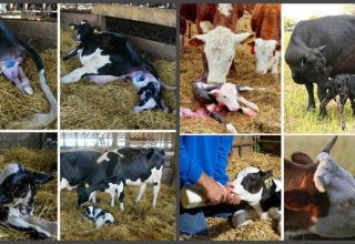 Come nutrire correttamente una mucca dopo il parto a casa, elaborando una dieta