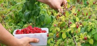 How and when to pick raspberries, quick ways and whether you need to wash the berries