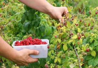 How and when to pick raspberries, quick ways and whether you need to wash the berries