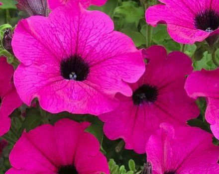 Descrierea celor 15 cele mai bune tipuri de flori anuale pentru a da înflorire toată vara