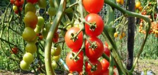 Mô tả về giống cà chua Pomisolka, đặc điểm và năng suất của nó