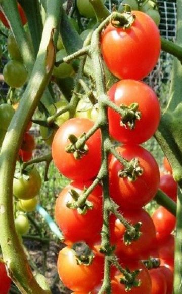 Beskrivelse af tomatsorten Pomisolka, dens egenskaber og udbytte