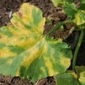 What to do if yellow spots appear on the leaves of cucumbers and how to treat