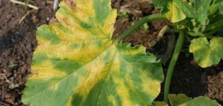 Ce trebuie să faceți dacă apar pete galbene pe frunzele de castraveți și cum să tratați