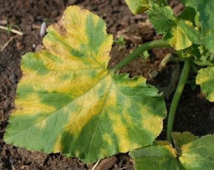 Čo robiť, ak sa na listoch uhoriek objavia žlté škvrny a ako sa má liečiť