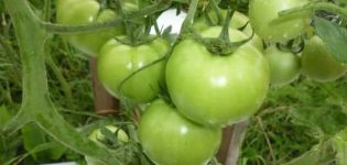 Description of the Extremal tomato variety, its characteristics and cultivation