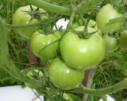 Nepaprastų pomidorų veislės aprašymas, jo ypatybės ir auginimas