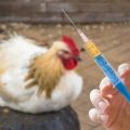 Esquema y reglas para la vacunación de pollos en casa, mesa de vacunación.