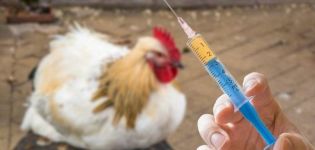 Σχέδιο και κανόνες για τον εμβολιασμό των κοτόπουλων στο σπίτι, πίνακας εμβολιασμού