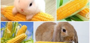 Những loại rau và trái cây nào có thể cho thỏ, quy tắc cho ăn và những gì không