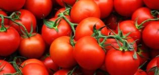 التوقيت الصحيح لزرع الطماطم (البندورة) للشتلات في جبال الأورال