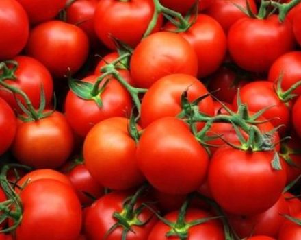 Thời điểm chính xác của việc gieo cà chua cho cây con ở Ural