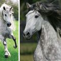 Andalūzijas zirgu apraksts, plusi un mīnusi, kā turēt un izmaksas