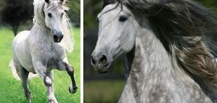 Andalūzijos arklių aprašymas, privalumai ir trūkumai, kaip išlaikyti ir kainuoti