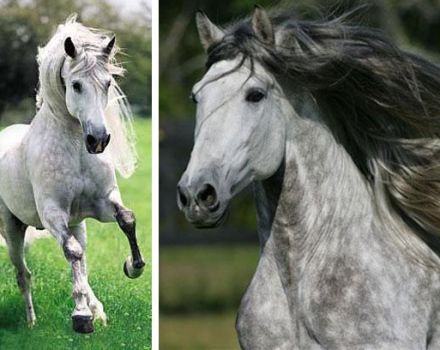 Opis andaluzijskih konja, prednosti i nedostaci, kako ih zadržati i koštati