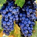 Description of the variety of Spanish grapes Tempranillo, characteristics of yield and frost resistance