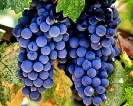 Beschrijving van de variëteit aan Spaanse druiven Tempranillo, kenmerken van opbrengst en vorstbestendigheid