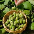 25 migliori varietà di nocciole con descrizioni e caratteristiche, tecnologia di coltivazione e cura