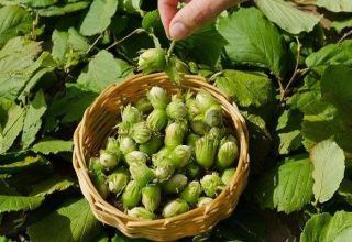 25 best varieties of hazelnuts with descriptions and characteristics, cultivation technology and care
