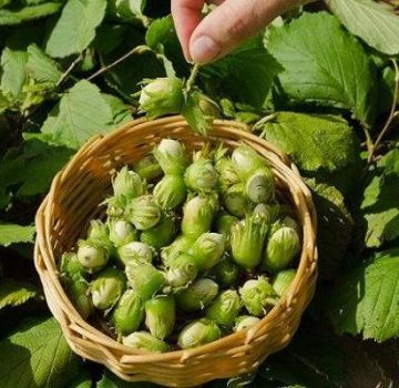 25 best varieties of hazelnuts with descriptions and characteristics, cultivation technology and care