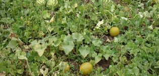 Hoe meloenen groeien in Siberië in het open veld en in een kas?