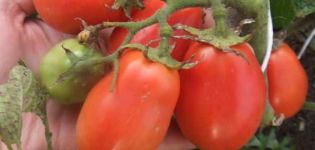 Descripción del tomate Ural Sin preocupaciones, sin problemas, la dignidad de una variedad resistente al frío