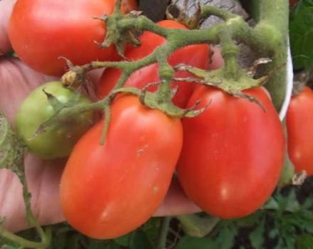 Opis pomidora Ural Bez obaw, bez kłopotów, godność odmiany odpornej na zimno
