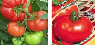 Περιγραφή της ποικιλίας ντομάτας Pelageya και των χαρακτηριστικών της