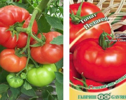 Περιγραφή της ποικιλίας ντομάτας Pelageya και των χαρακτηριστικών της