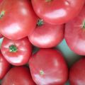 Caratteristiche e descrizione della varietà di pomodoro Pink Katya f1, la sua resa