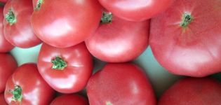 Kenmerken en beschrijving van het tomatenras Pink Katya f1, de opbrengst