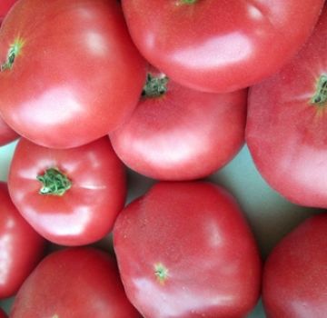 Charakterystyka i opis odmiany pomidora Pink Katya f1, jej plon