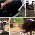 Simptomi i znakovi bjesnoće kod goveda, metode liječenja i režimi cijepljenja