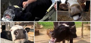 Veszettség tünetei és jelei szarvasmarhákon, kezelési módszerek és oltási rend