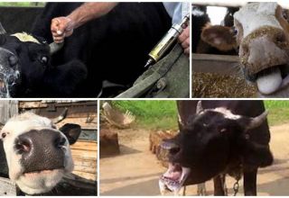 Symptomen en tekenen van hondsdolheid bij runderen, behandelingsmethoden en vaccinatieschema's