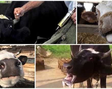 Símptomes i signes de ràbia en bestiar, mètodes de tractament i règims de vacunació